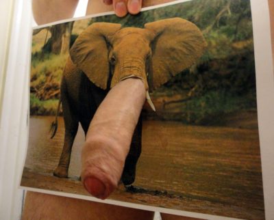 Uncut Elephant Cock