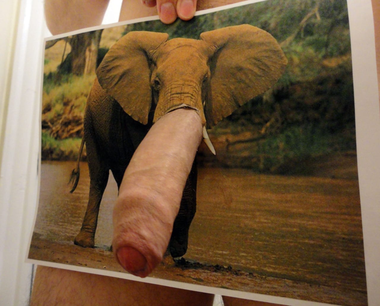 Uncut Elephant Cock ⋆ Dickshots