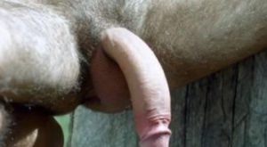 Thick Semi Hanging Cock